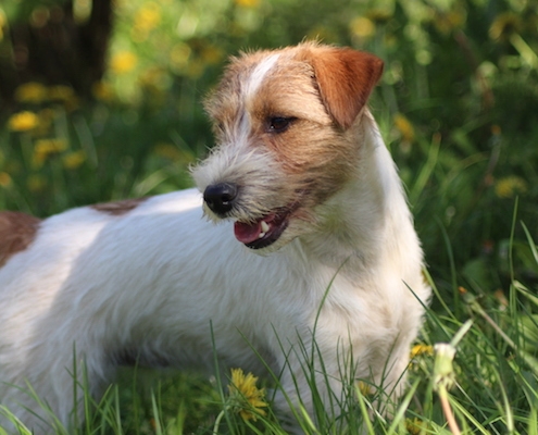 Sawasdee Jack Russell Terrier