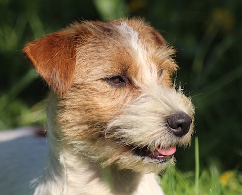 Sawasdee Jack Russell Terrier