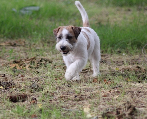 Sawasdee Jack Russell Terrier