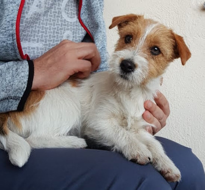 Sawasdee Jack Russell Terrier