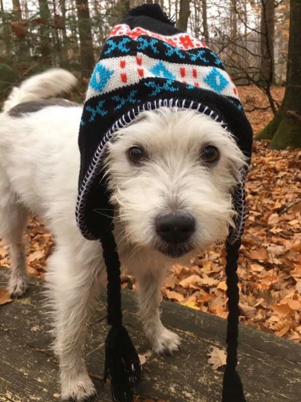 Parson Russell Terrier Murphy mit Wintermütze