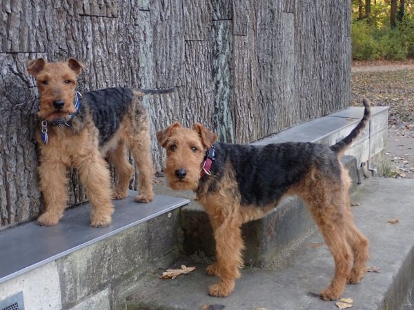 Welsh Terrier die Hollywoodys