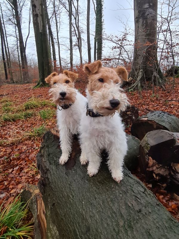 Zwei Drahthaar Foxterrier, Frieda und Kalle