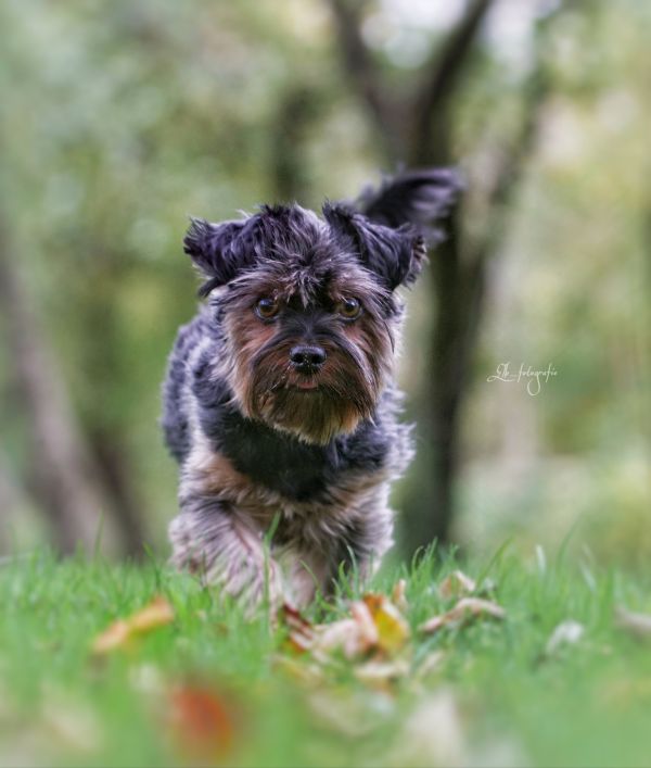 Yorkshire Terrier Bexter