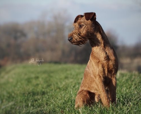 Irish Terrier Jonny