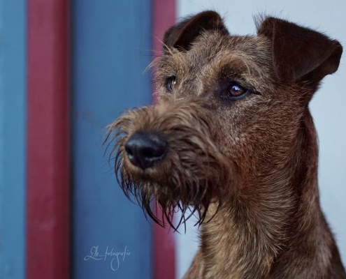 Irish Terrier Jonny