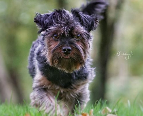 Yorkshire Terrier BEXTER