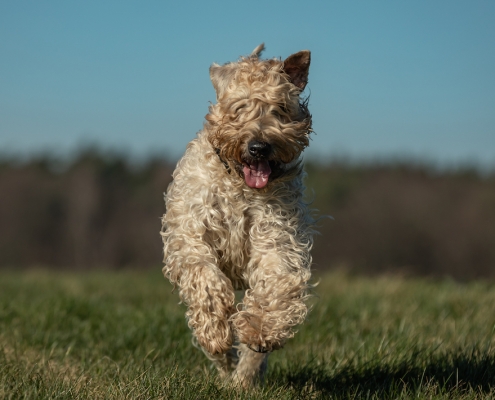 Hundefotografie Kirsten Bruns