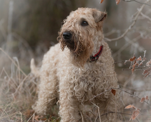 Hundefotografie Kirsten Bruns