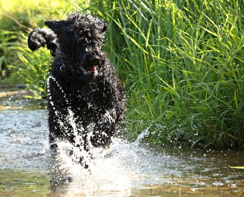 Russischer Schwarzer Terrier Black Sentinel