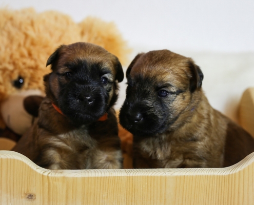 Irish Soft Coated Wheaten Welpen Wheaten Vagabond