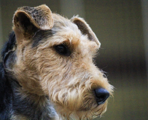 Hundefotografie Angela Richter