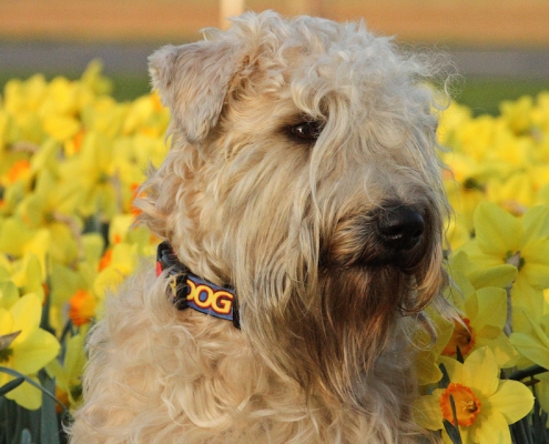 Hundefotografie Angela Richter