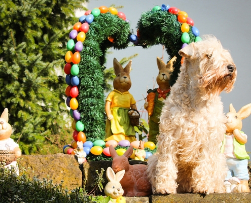 Hundefotografie Angela Richter