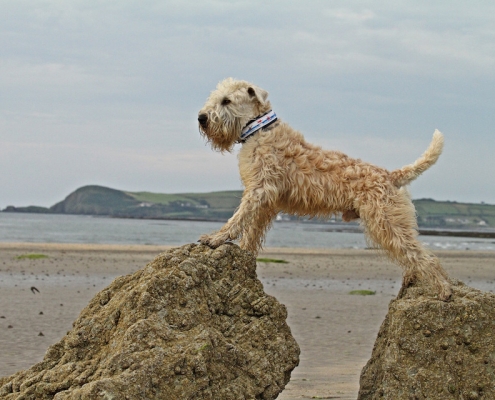 Hundefotografie Angela Richter