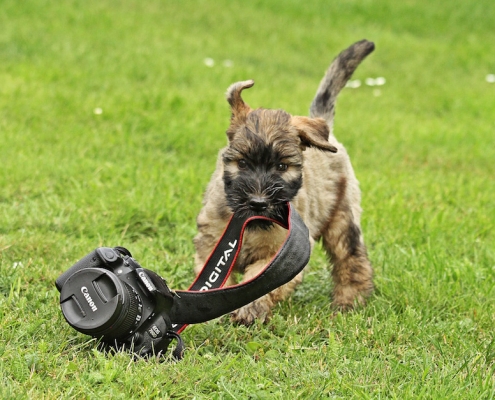 Hundefotografie Angela Richter