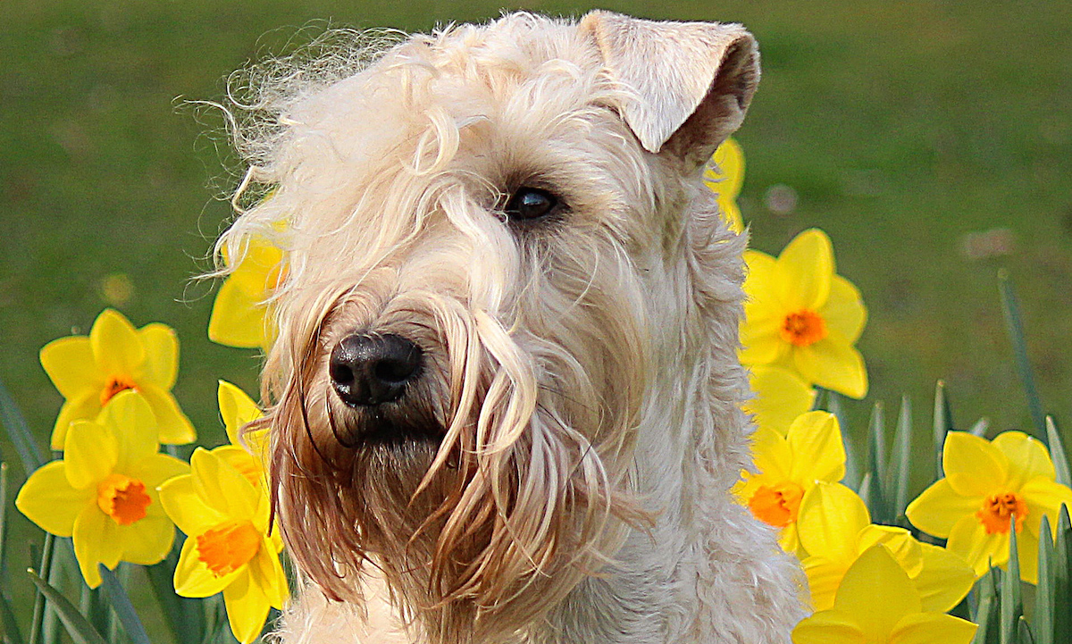 Hundefotografie Angela Richter Irish Soft Coated Wheaten Terrier