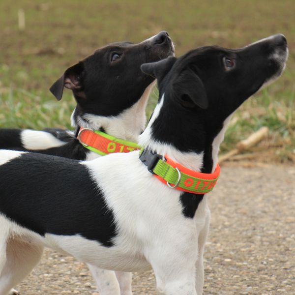 2 Terrier in der Hundeschule Ulrich