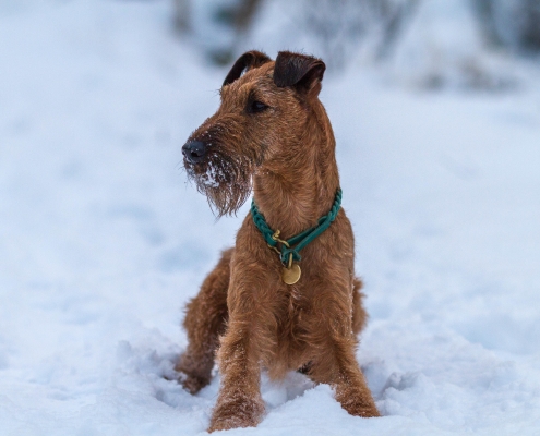 Irish Terrier Oscar