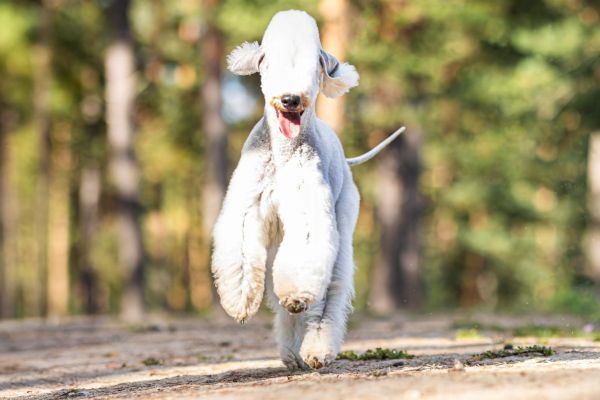 Optimal Flex Free Game Bedlington Terrier Deckrüde Optimal Flex Free Game