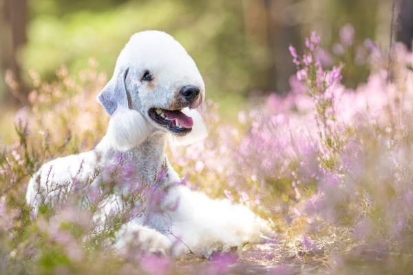 Optimal Flex Free Game Bedlington Terrier Deckrüde Optimal Flex Free Game
