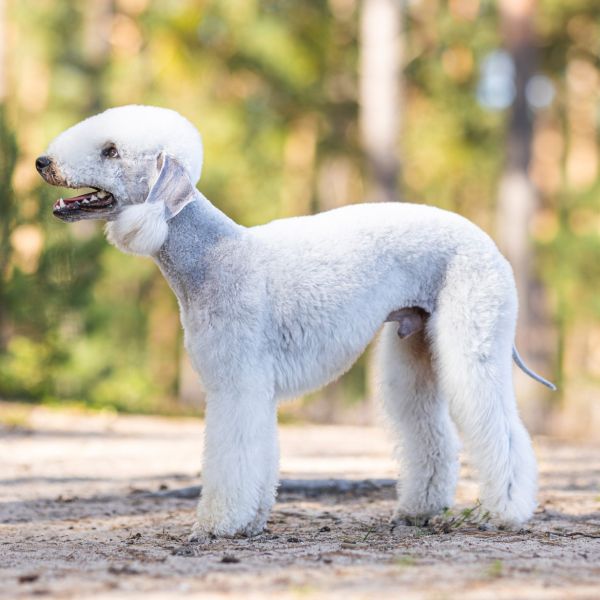 Optimal Flex Free Game Bedlington Terrier Deckrüde Optimal Flex Free Game