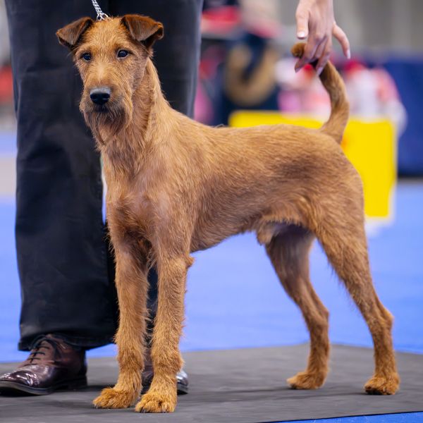 81300004-DRA-kontakt