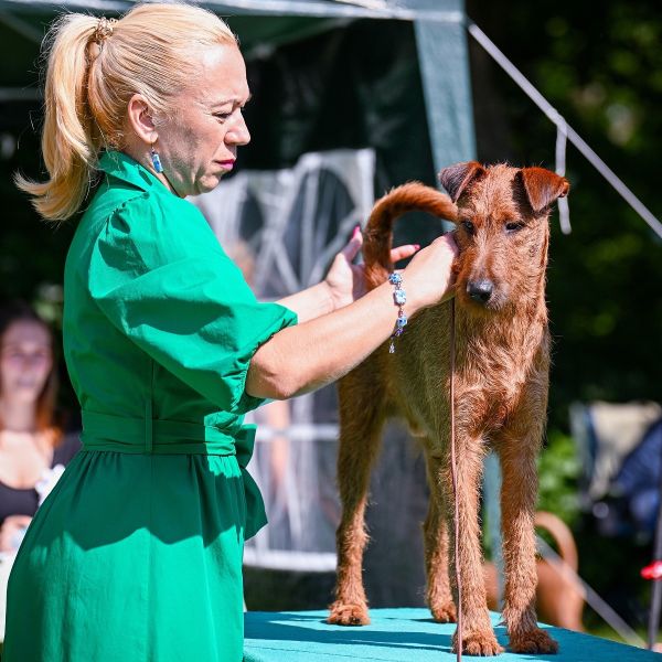 Irish Terrier Irish Avelanche