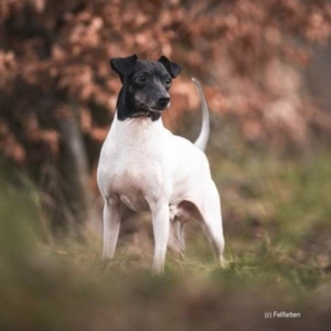 Japanischer Terrier vom Hoffnungstal