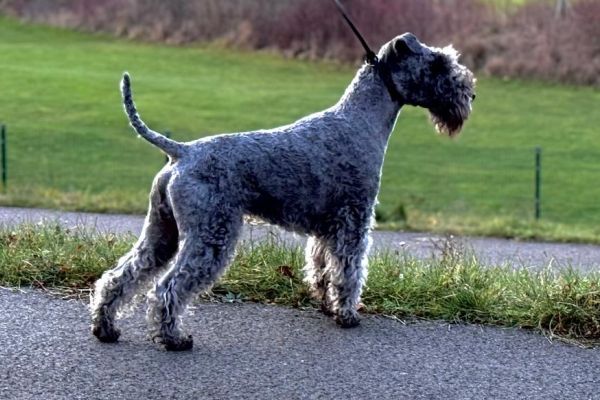 Lakeland Terrier Deckrüde P.Watson vom Waechtersee