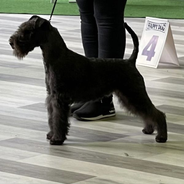 Lakeland Terrier Deckrüde P.Watson vom Waechtersee