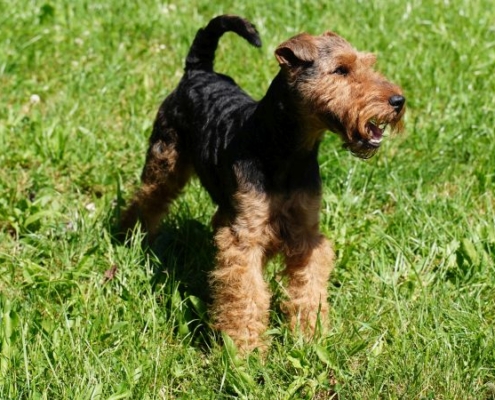 Welsh Terrier Benji vom Klütblick
