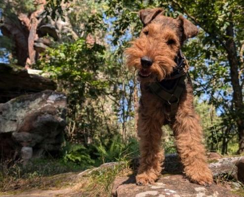 Welsh Terrier Benji vom Klütblick