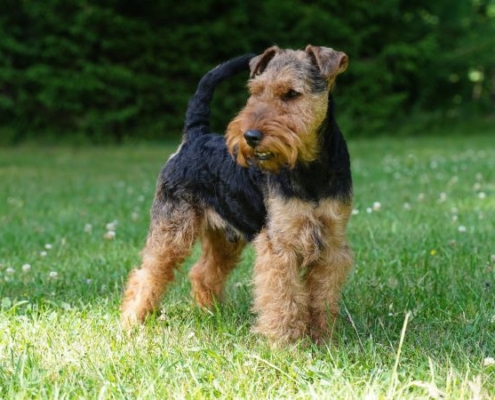 Welsh Terrier Benji vom Klütblick