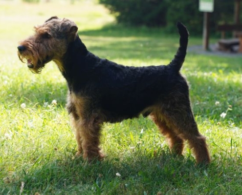 Welsh Terrier Benji vom Klütblick