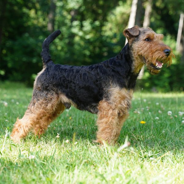 Welsh Terrier Benji vom Klütblick