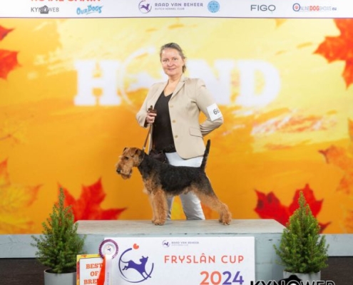 Champion Welsh Terrier Deckrüde Alistair an der Saarmündung