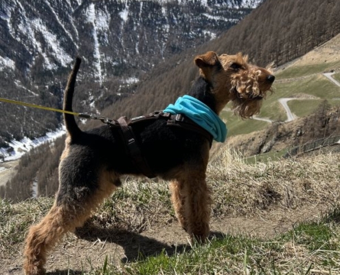 Welsh Terrier Deckrüde Alistair an der Saarmündung