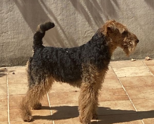 Welsh Terrier Deckrüde Alistair an der Saarmündung