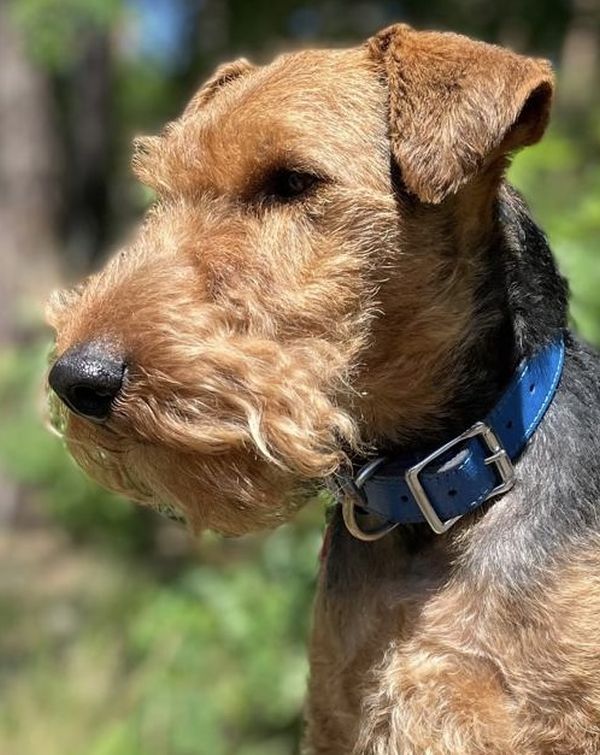 Welsh Terrier Deckrüde Alistair an der Saarmündung