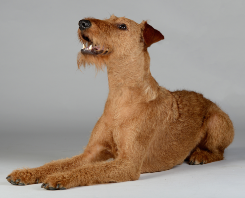 Irish Terrier