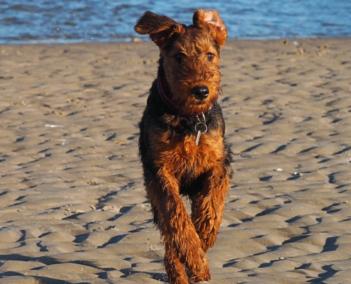 Airedale-Terrier-von-Teddys-Ophelia