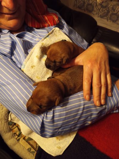 Welpen kuscheln auf dem Arm der Züchterin