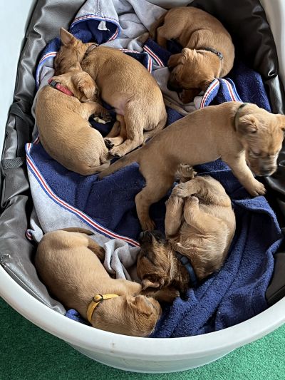 Irish Terrier Welpen erwachen nach dem Mittagsschlaf