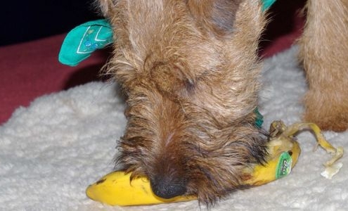 Irish Terrier frisst eine Banane