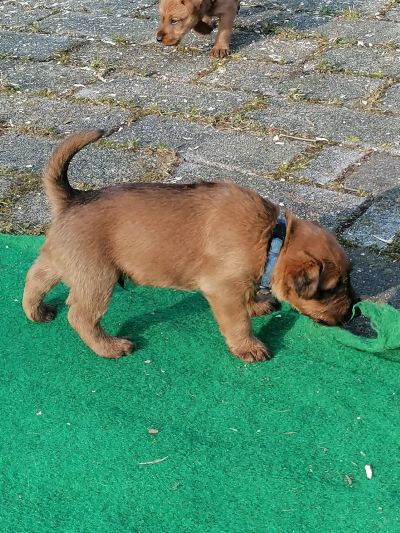 Irish Terrier Welpe