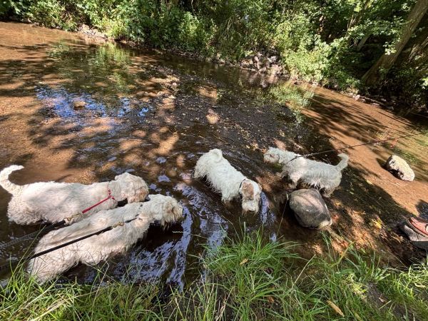Blog-Sealyham-Treffen-2026-g05