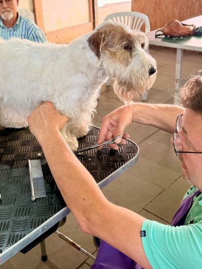 Blog-Sealyham-Treffen-2026-g09