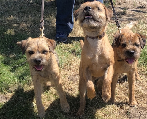 Border Terrier Treffen