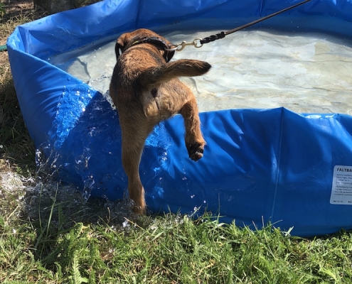 Border Terrier Treffen